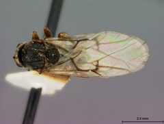 Disholcaspis globosa by the Smithsonian. Used under a CC0 license.