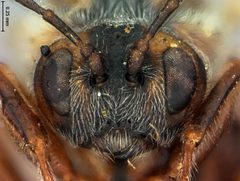 Disholcaspis lacuna by the Smithsonian. Used under a CC0 license.