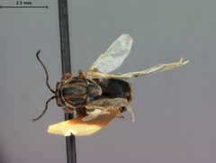Disholcaspis lacuna by the Smithsonian. Used under a CC0 license.