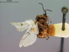 Disholcaspis lacuna by the Smithsonian. Used under a CC0 license.