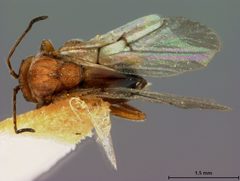 Disholcaspis pedunculoides by the Smithsonian. Used under a CC0 license.