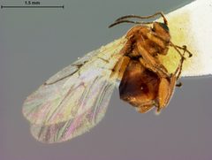 Disholcaspis pedunculoides by the Smithsonian. Used under a CC0 license.