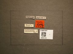 Disholcaspis pedunculoides by the Smithsonian. Used under a CC0 license.