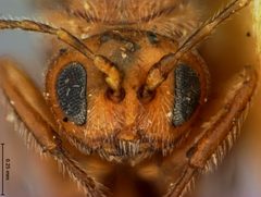 Disholcaspis pedunculoides by the Smithsonian. Used under a CC0 license.