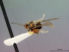 Disholcaspis prehensa by the Smithsonian. Used under a CC0 license.