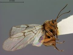 Disholcaspis prehensa by the Smithsonian. Used under a CC0 license.