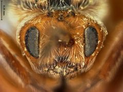 Disholcaspis prehensa by the Smithsonian. Used under a CC0 license.