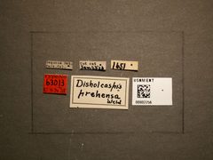 Disholcaspis prehensa by the Smithsonian. Used under a CC0 license.