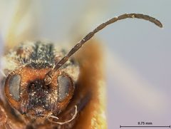 Disholcaspis spissa by the Smithsonian. Used under a CC0 license.