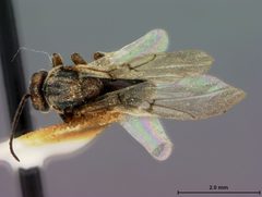 Disholcaspis spissa by the Smithsonian. Used under a CC0 license.