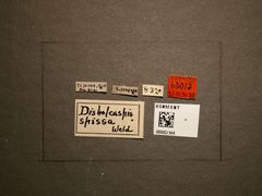 Disholcaspis spissa by the Smithsonian. Used under a CC0 license.