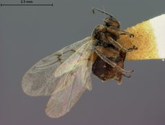 Disholcaspis spissa by the Smithsonian. Used under a CC0 license.