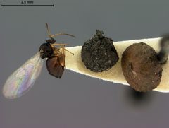 Dryocosmus minusculus by the Smithsonian. Used under a CC0 license.