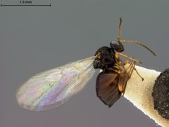 Dryocosmus minusculus by the Smithsonian. Used under a CC0 license.