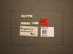 Dryocosmus minusculus by the Smithsonian. Used under a CC0 license.