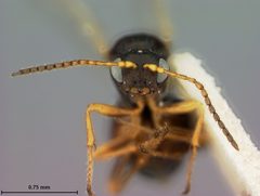 Dryocosmus minusculus by the Smithsonian. Used under a CC0 license.
