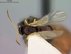Dryocosmus minusculus by the Smithsonian. Used under a CC0 license.