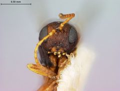 Heteroecus crescentus by the Smithsonian. Used under a CC0 license.
