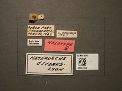 Heteroecus devorus by the Smithsonian. Used under a CC0 license.