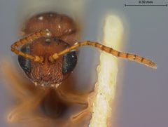 Heteroecus devorus by the Smithsonian. Used under a CC0 license.