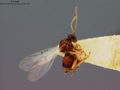 Heteroecus devorus by the Smithsonian. Used under a CC0 license.