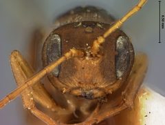Loxaulus trizonalis by the Smithsonian. Used under a CC0 license.