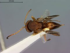 Loxaulus trizonalis by the Smithsonian. Used under a CC0 license.