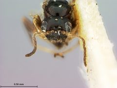 Neuroterus saltarius by the Smithsonian. Used under a CC0 license.