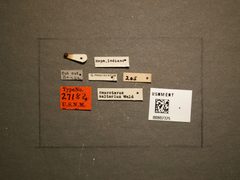 Neuroterus saltarius by the Smithsonian. Used under a CC0 license.