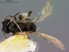Neuroterus saltarius by the Smithsonian. Used under a CC0 license.