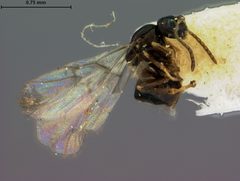 Neuroterus saltarius by the Smithsonian. Used under a CC0 license.