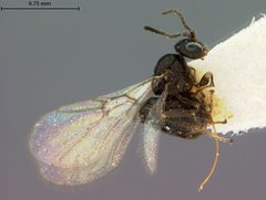 Neuroterus tantulus by the Smithsonian. Used under a CC0 license.