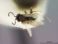 Neuroterus tantulus by the Smithsonian. Used under a CC0 license.