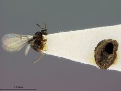 Neuroterus tantulus by the Smithsonian. Used under a CC0 license.