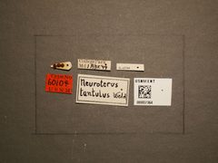 Neuroterus tantulus by the Smithsonian. Used under a CC0 license.