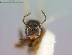 Neuroterus tantulus by the Smithsonian. Used under a CC0 license.