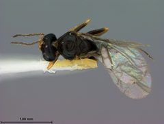 Neuroterus washingtonensis by the Smithsonian. Used under a CC0 license.