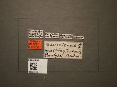 Neuroterus washingtonensis by the Smithsonian. Used under a CC0 license.