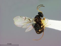 Neuroterus washingtonensis by the Smithsonian. Used under a CC0 license.