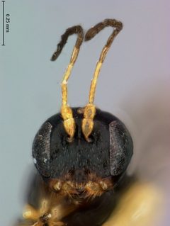 Neuroterus washingtonensis by the Smithsonian. Used under a CC0 license.