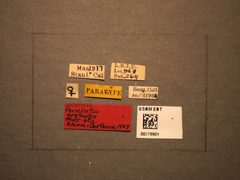 Periclistus arefactus by the Smithsonian. Used under a CC0 license.