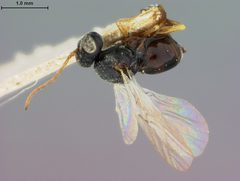 Periclistus arefactus by the Smithsonian. Used under a CC0 license.