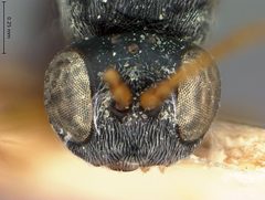Periclistus arefactus by the Smithsonian. Used under a CC0 license.