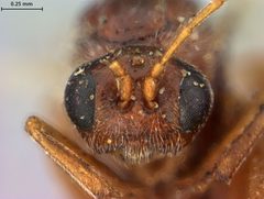 Periclistus castanopsidis by the Smithsonian. Used under a CC0 license.