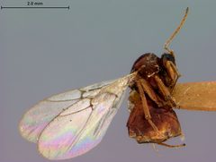 Periclistus castanopsidis by the Smithsonian. Used under a CC0 license.