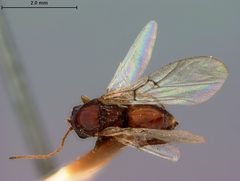 Periclistus castanopsidis by the Smithsonian. Used under a CC0 license.