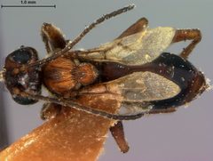 Philonix gigas by the Smithsonian. Used under a CC0 license.