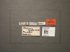 Philonix gigas by the Smithsonian. Used under a CC0 license.