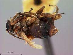 Philonix gigas by the Smithsonian. Used under a CC0 license.
