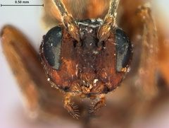 Philonix gigas by the Smithsonian. Used under a CC0 license.